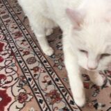 本日のお客様。